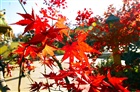 dailyPhoto4